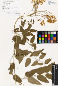 SW_BNB_s3070-03166_IMG-0000000001