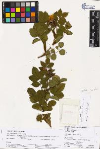 SW_BNB_s3070-03224_IMG-0000000001