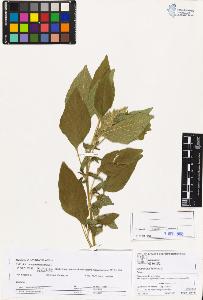 SW_BNB_s3070-03231_IMG-0000000001