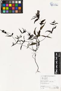 SW_BNB_s3070-03236_IMG-0000000001