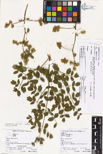 SW_BNB_s3070-03253_IMG-0000000001