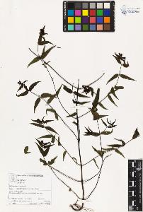 SW_BNB_s3070-03341_IMG-0000000001