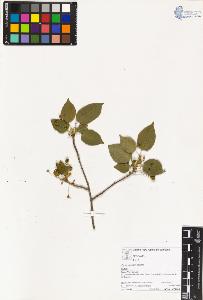 SW_BNB_s3070-03344_IMG-0000000001