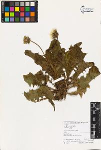 SW_BNB_s3070-03378_IMG-0000000001