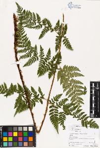 SW_BNB_s3070-03396_IMG-0000000001