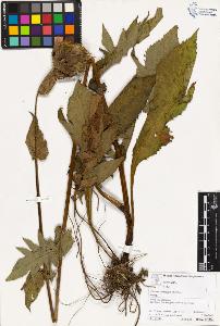 SW_BNB_s3070-03422_IMG-0000000001