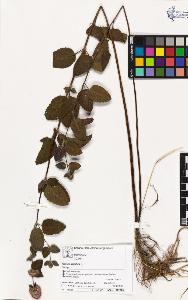 SW_BNB_s3070-03437_IMG-0000000001