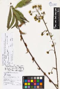 SW_BNB_s3070-03448_IMG-0000000001