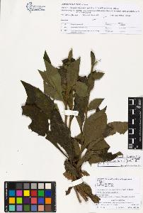 SW_BNB_s3070-03456_IMG-0000000001