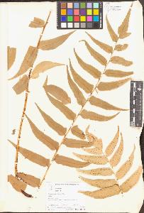 SW_BNB_s3070-03460_IMG-0000000001