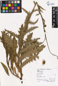SW_BNB_s3070-03476_IMG-0000000001