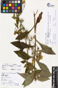 SW_BNB_s3070-03488_IMG-0000000001