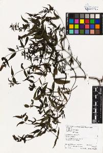 SW_BNB_s3070-03513_IMG-0000000001