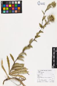 SW_BNB_s3070-03632_IMG-0000000001