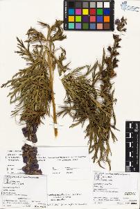 SW_BNB_s3070-03648_IMG-0000000001