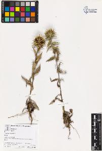 SW_BNB_s3070-03657_IMG-0000000001
