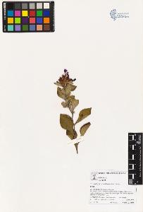 SW_BNB_s3070-03661_IMG-0000000001