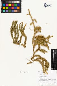 SW_BNB_s3070-03771_IMG-0000000001