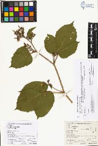 SW_BNB_s3070-03821_IMG-0000000001