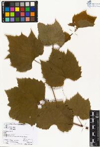 SW_BNB_s3070-03840_IMG-0000000001