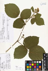 SW_BNB_s3070-03939_IMG-0000000001