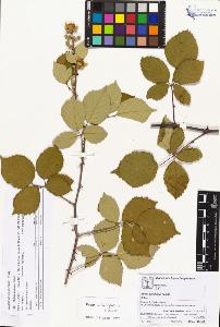 SW_BNB_s3070-03943_IMG-0000000001