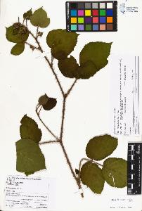 SW_BNB_s3070-03950_IMG-0000000001
