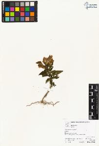 SW_BNB_s3070-03976_IMG-0000000001