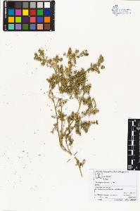 SW_BNB_s3070-03977_IMG-0000000001