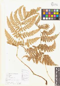 SW_BNB_s3070-04029_IMG-0000000001