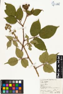SW_BNB_s3070-04056_IMG-0000000001