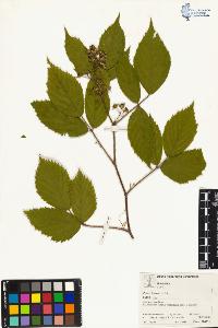 SW_BNB_s3070-04059_IMG-0000000001