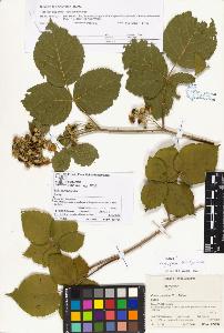 SW_BNB_s3070-04061_IMG-0000000001