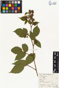SW_BNB_s3070-04065_IMG-0000000001