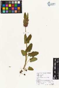 SW_BNB_s3070-04084_IMG-0000000001