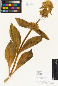 SW_BNB_s3070-04109_IMG-0000000001