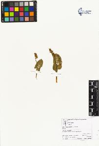 SW_BNB_s3070-04184_IMG-0000000001