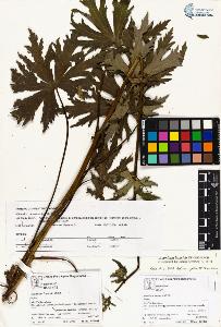 SW_BNB_s3070-04204_IMG-0000000001