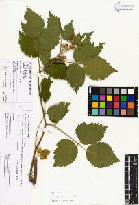 SW_BNB_s3070-04206_IMG-0000000001