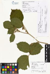 SW_BNB_s3070-04208_IMG-0000000001