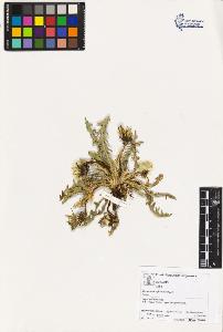 SW_BNB_s3070-04221_IMG-0000000001