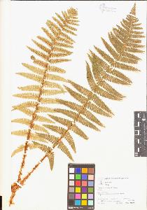 SW_BNB_s3070-04241_IMG-0000000001