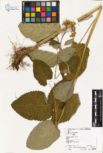 SW_BNB_s3070-04248_IMG-0000000001