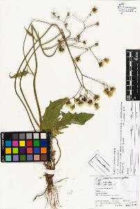 SW_BNB_s3070-04312_IMG-0000000001