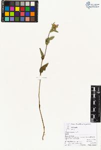 SW_BNB_s3070-04354_IMG-0000000001