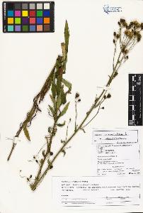 SW_BNB_s3070-04403_IMG-0000000001