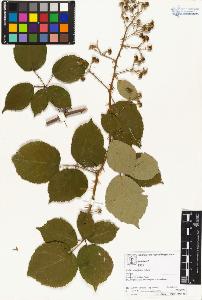 SW_BNB_s3070-04461_IMG-0000000001