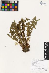 SW_BNB_s3070-04507_IMG-0000000001