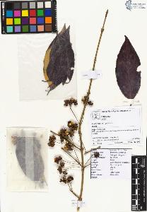 SW_BNB_s3070-04531_IMG-0000000001