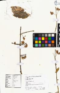 SW_BNB_s3070-04532_IMG-0000000001